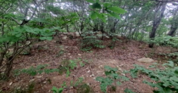 충청남도 서산시 운산면 원평리 OOO 임야 경매 물건 이미지