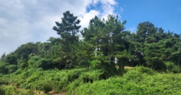 충청북도 청주시 상당구 문의면 남계리 OO O OOO 임야 경매 물건 이미지