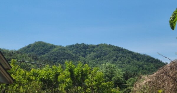 경상북도 영천시 금호읍 대곡리 OOO 임야 경매 물건 이미지