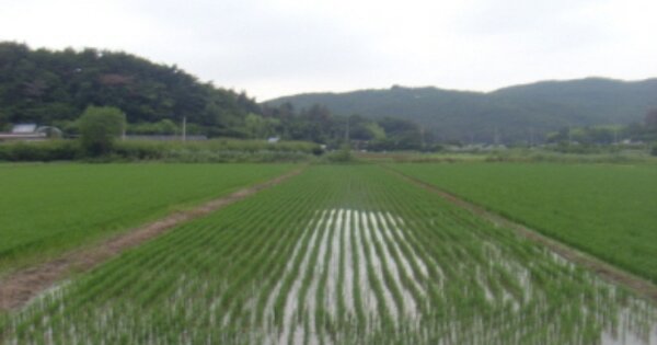 경상남도 하동군 금성면 갈사리 OOOO 답 경매 물건 이미지