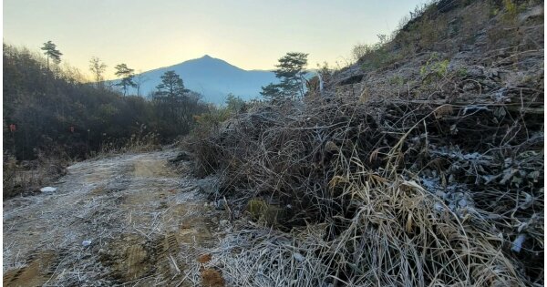 세종특별자치시 금남면 성강리 OOOOO 임야 경매 물건 이미지