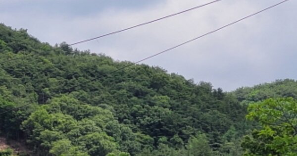 경기도 양평군 옥천면 신복리 OOO 임야 경매 물건 이미지