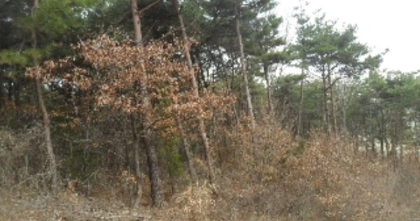 충청남도 서산시 팔봉면 흑석리 OOO O OOO 임야 경매 물건 이미지