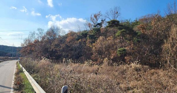 충청남도 당진시 석문면 장고항리 OOOOOO O OOO 임야 경매 물건 이미지