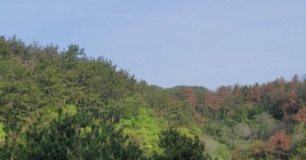 경상남도 통영시 한산면 용호리 OOOOOO 임야 경매 물건 이미지