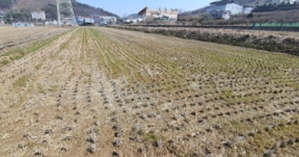 경상남도 김해시 진영읍 내룡리 OOOO 답 경매 물건 이미지
