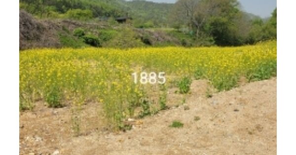 부산광역시 기장군 장안읍 장안리 OOO 답 경매 물건 이미지