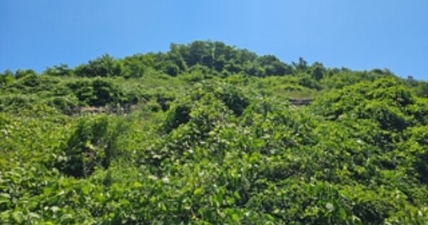 충청남도 보령시 미산면 도화담리 OOOOOO 임야 경매 물건 이미지