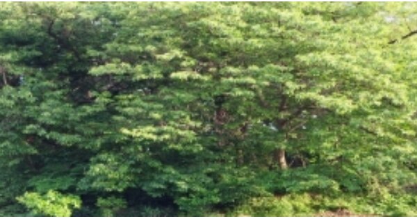 경기도 평택시 청북읍 후사리 OOOO 임야 경매 물건 이미지