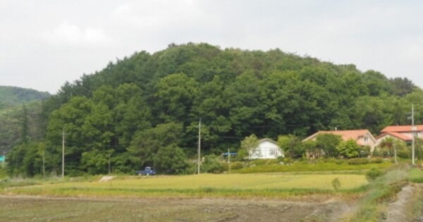 충청북도 청주시 상당구 미원면 대신리 OOOOO O OOO 임야 경매 물건 이미지