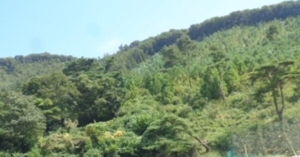 충청북도 괴산군 연풍면 유하리 OOOOO 임야 경매 물건 이미지