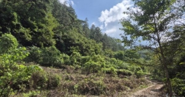 전라남도 화순군 사평면 주산리 OOOO 임야 경매 물건 이미지