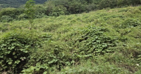 경상북도 칠곡군 동명면 송산리 OOOOO 답 경매 물건 이미지