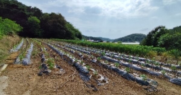 충청남도 홍성군 서부면 상황리 OOO 전 경매 물건 이미지