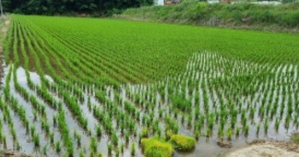 전북특별자치도 순창군 풍산면 상촌리 OOOOO 답 경매 물건 이미지