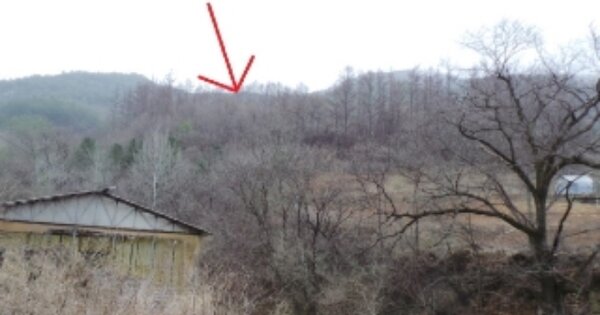 강원특별자치도 평창군 미탄면 기화리 OOOOO 임야 경매 물건 이미지
