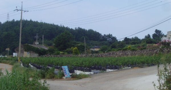 전라남도 완도군 청산면 지리 OOOOO 전 경매 물건 이미지