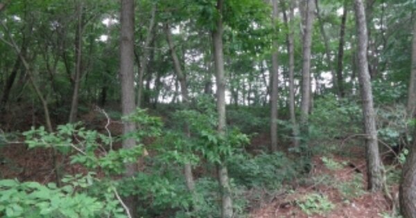 충청남도 서산시 팔봉면 어송리 OOOOOO 임야 경매 물건 이미지