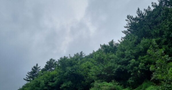 전라남도 여수시 돌산읍 율림리 OOOOOO 임야 경매 물건 이미지