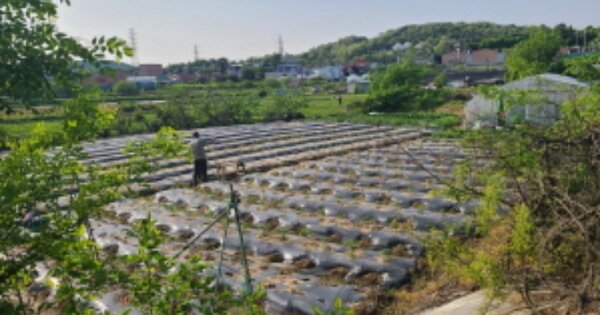 경기도 시흥시 정왕동 OOOOO 답 경매 물건 이미지