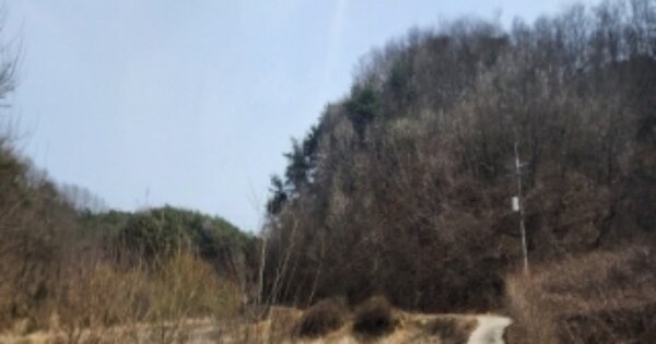 경상북도 안동시 와룡면 라소리 OOO O OOO 임야 경매 물건 이미지