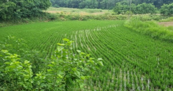 충청남도 천안시 동남구 수신면 장산리 OOO 답 경매 물건 이미지