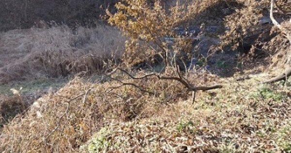 충청남도 공주시 정안면 어물리 OOOOO O OOO 하천 경매 물건 이미지