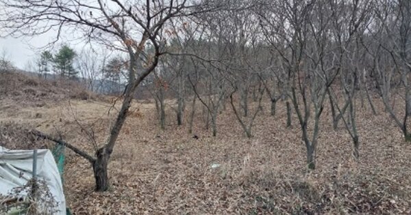 충청남도 공주시 신풍면 백룡리 OOO 전 경매 물건 이미지