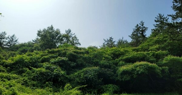전라남도 신안군 자은면 유각리 OOOO O OOO 임야 경매 물건 이미지