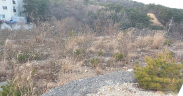 경상북도 경주시 양남면 신대리 OOOOO O OOO 임야 경매 물건 이미지