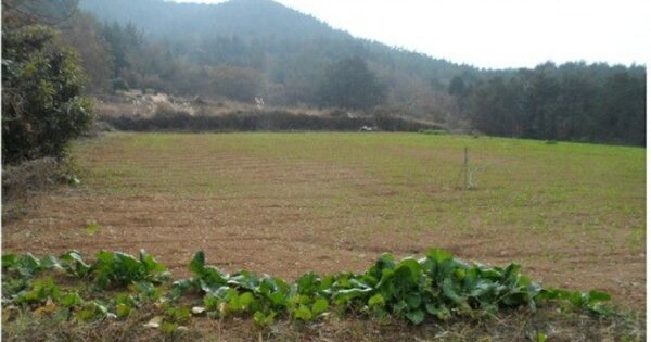 전라남도 여수시 돌산읍 금봉리 OOOO 전 경매 물건 이미지
