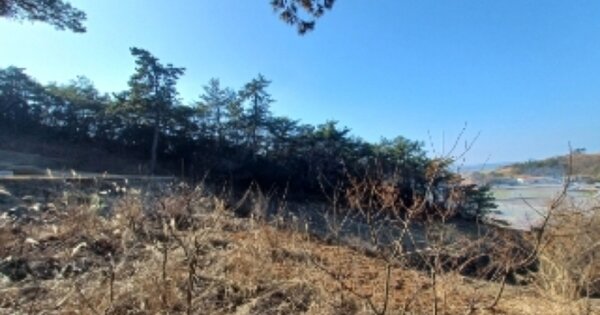 전라남도 영광군 염산면 옥실리 OOOOO 임야 경매 물건 이미지
