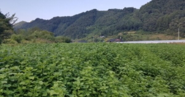강원특별자치도 홍천군 두촌면 원동리 OOOO 답 경매 물건 이미지