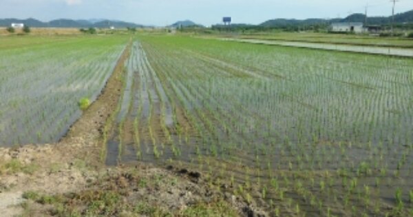 대구광역시 달성군 현풍읍 원교리 OOOO 답 경매 물건 이미지