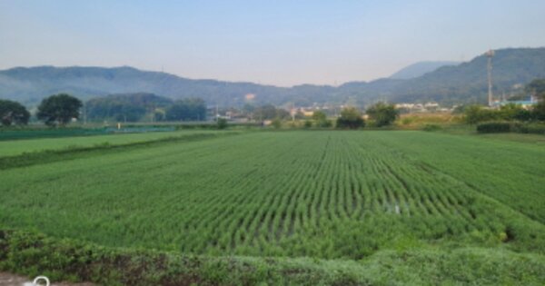 경기도 양평군 용문면 화전리 OOOO 답 경매 물건 이미지