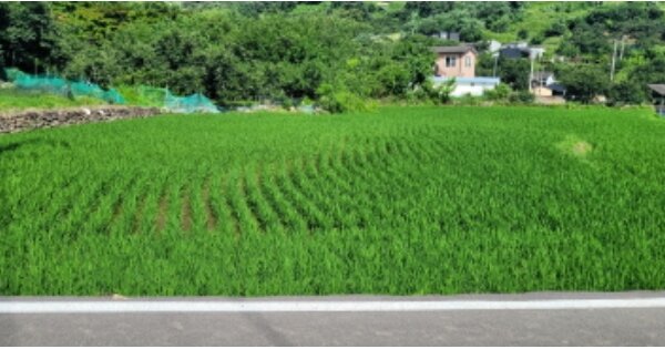 경상북도 청도군 이서면 대곡리 OOO O OOO 답 경매 물건 이미지