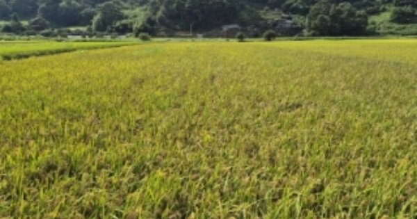 전라남도 곡성군 목사동면 평리 OOOO 답 경매 물건 이미지