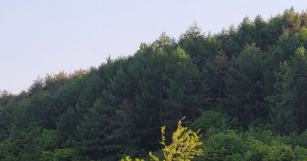 경상북도 영양군 수비면 신원리 OOO 임야 경매 물건 이미지