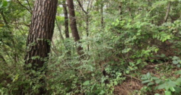 전북특별자치도 군산시 성산면 여방리 OOOOO 임야 경매 물건 이미지