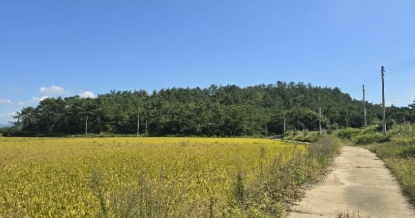 전라남도 신안군 안좌면 대리 OOOO 임야 경매 물건 이미지