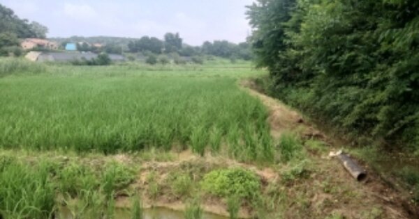 충청남도 당진시 송악읍 가학리 OOO 답 경매 물건 이미지