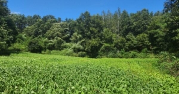 충청북도 보은군 수한면 발산리 OOOOO 전 경매 물건 이미지