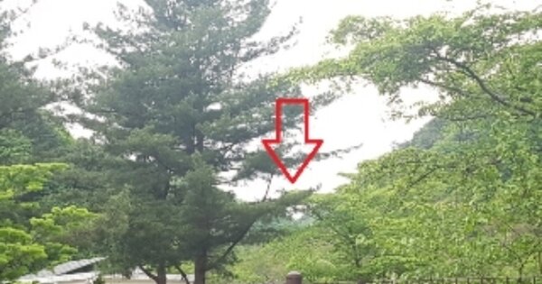 강원도 인제군 남면 관대리 OOO 임야 경매 물건 이미지