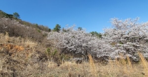 경상남도 창원시 마산회원구 합성동 OOOOOO 과수원 경매 물건 이미지