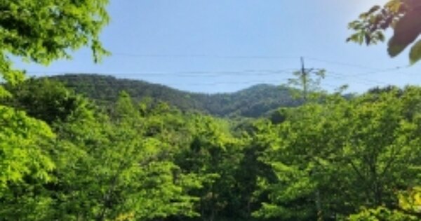 경상남도 고성군 대가면 척정리 OOOOOO 임야 경매 물건 이미지