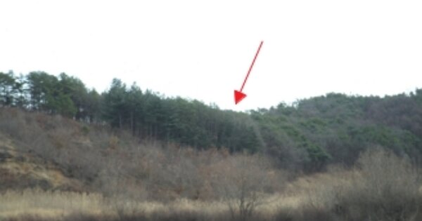 강원특별자치도 원주시 부론면 노림리 OOO 임야 경매 물건 이미지