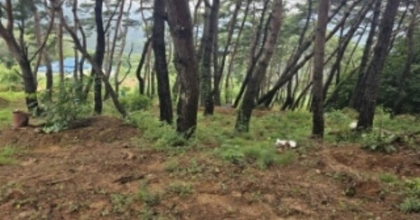 충청북도 단양군 적성면 하리 OOOOO O OOO 전 경매 물건 이미지