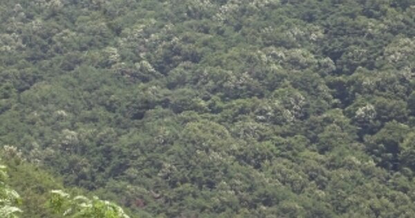 경상남도 밀양시 삼랑진읍 우곡리 OOOO 임야 경매 물건 이미지
