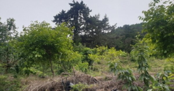 전라남도 여수시 묘도동 OOOOO 임야 경매 물건 이미지