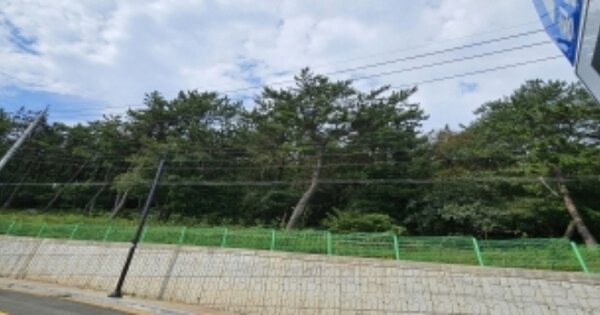부산광역시 영도구 청학동 OOOOO O OOO 임야 경매 물건 이미지